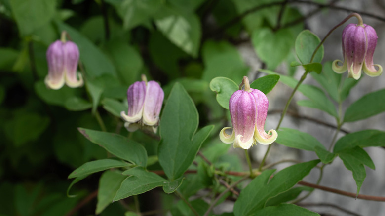 Pink leatherflowers in bloom
