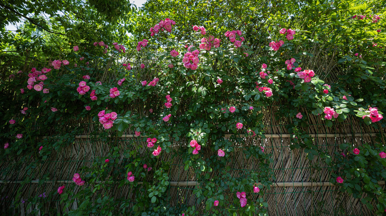 Pink vining flowers growing on a fence
