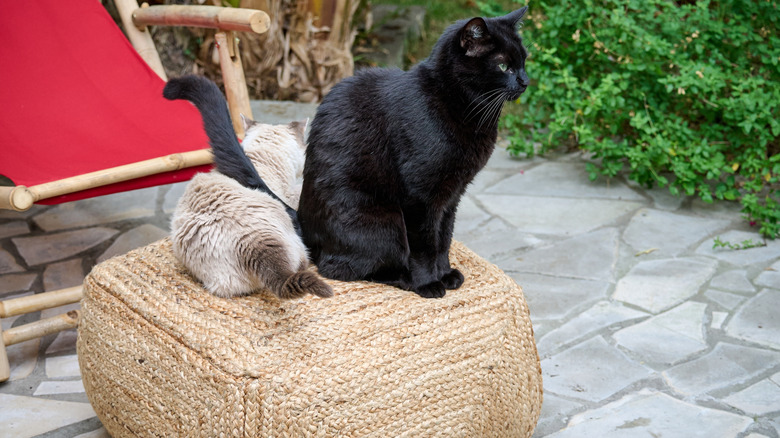 Cats on an ottoman on a small patio