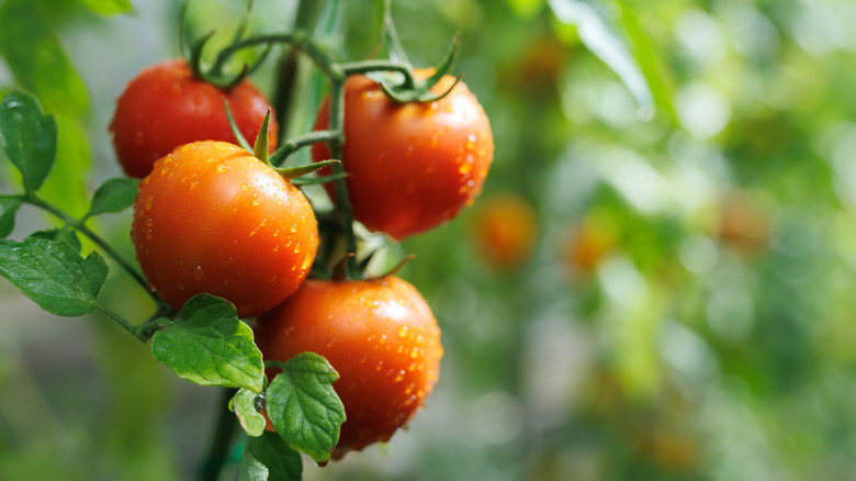 wet tomatoes growing on a green vine