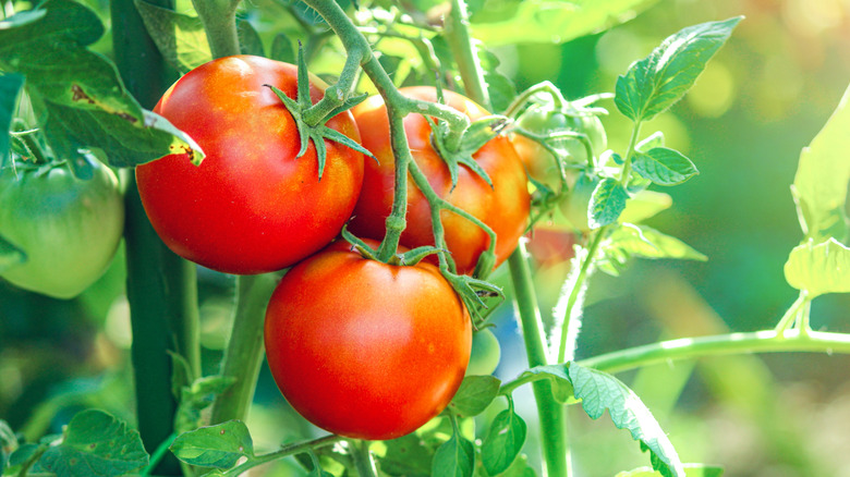 Tomatoes on the vine in the garden