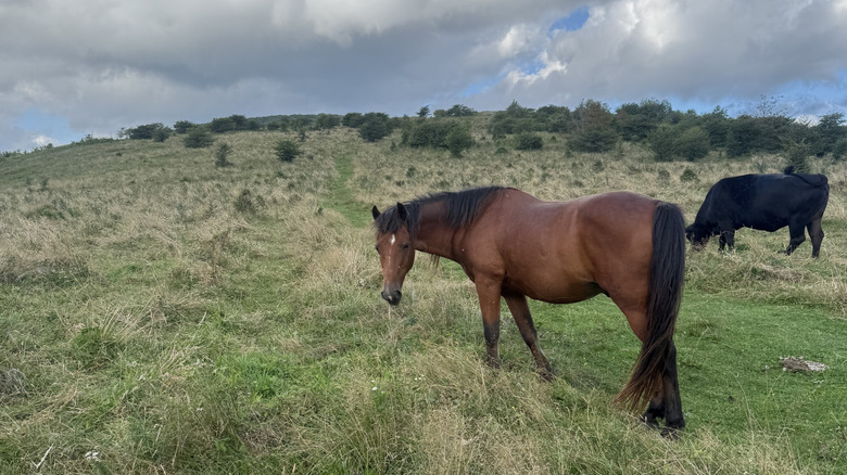 cow and horse in open meadow near Elk Garden trailhead in open meadow on trek to Mount Rogers