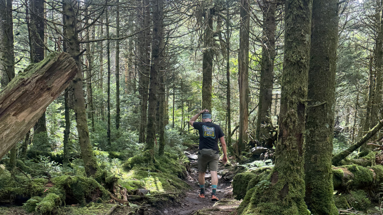 hiker navigating the moss-draped branches of the Appalachian Trail on the way to Mount Rogers