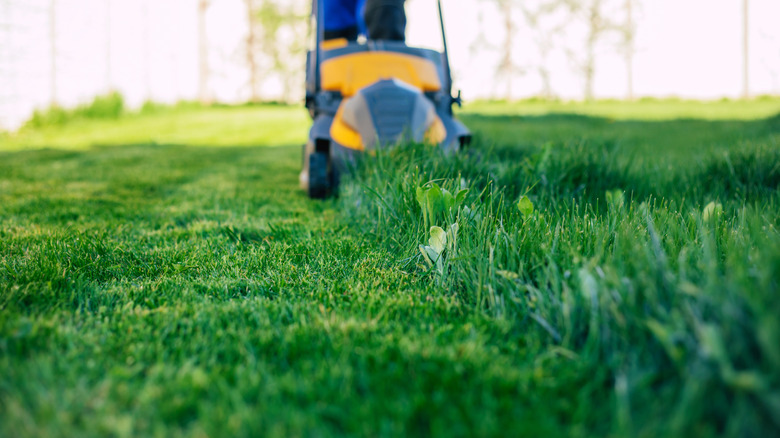 Grass being mowed with an electric mower with half the