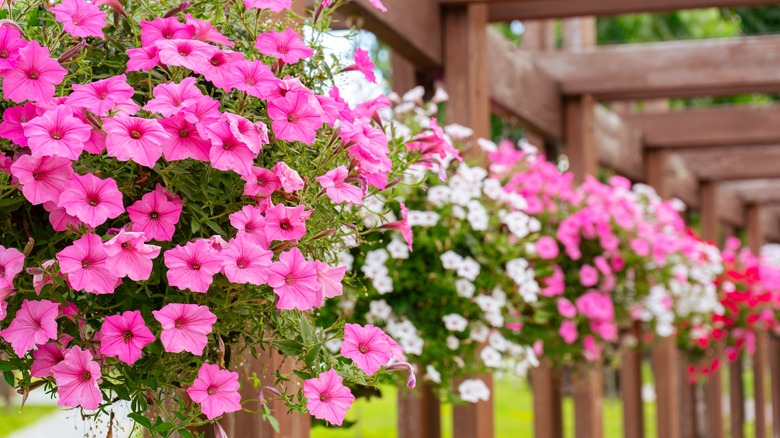 Bright pink and white flowers in hanging planter pots
