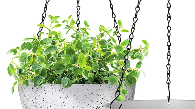Two Fabulas hanging pots with a green plant in one
