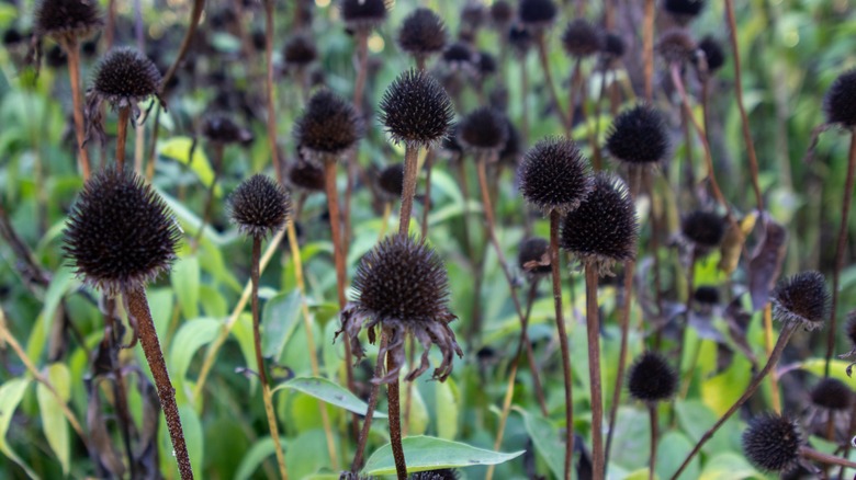 coneflowers after the flower blooms are spent