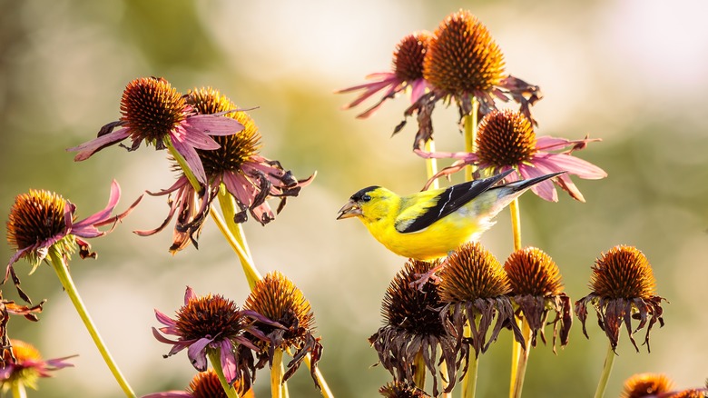 goldfinch eats a seed from a coneflower