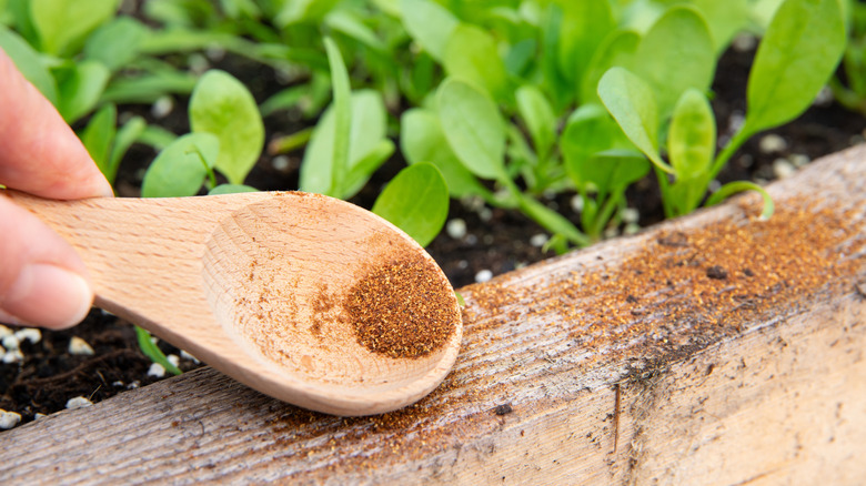 Sprinkling spoon of chili powder on border of planter box