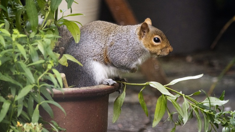 A squirrel sitting on a potted plant