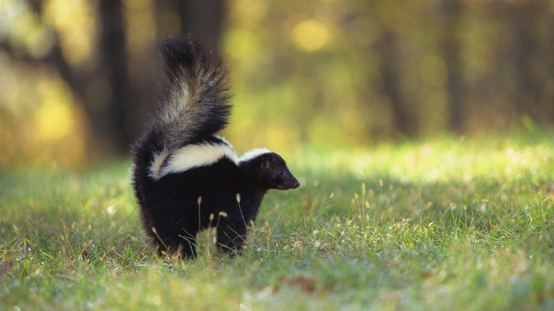 Skunk raises tail 