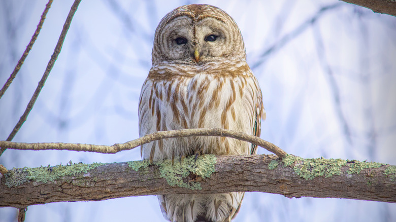 Water Sources That Attract Owls And Birds To Your Yard, Even In Winter