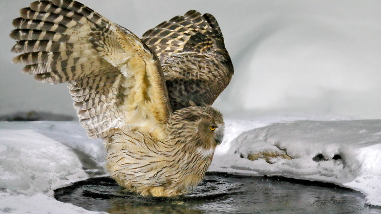 Owl in water in winter