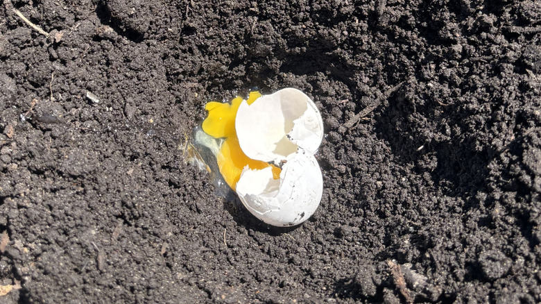 A cracked egg in a hole in soil