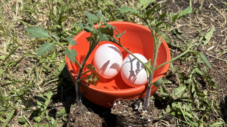 Two eggs in a bowl and two tomato seedlings