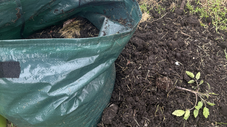 A mess of dirt and a tomato plant out of grow bag