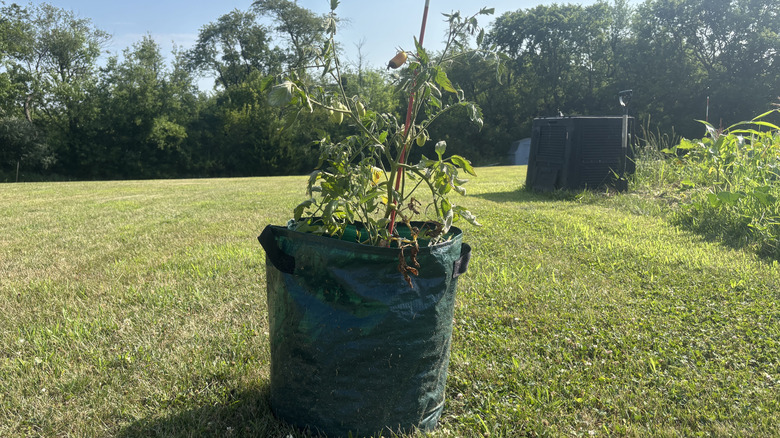 Tomato plant in grow bag