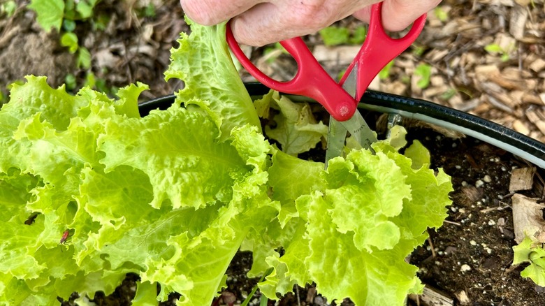 Cutting lettuce leaves from plants in a raised garden bed