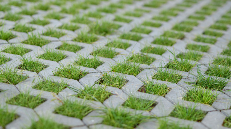 A close-up of lattice-type concrete pavers with green grass growing through the spaces.