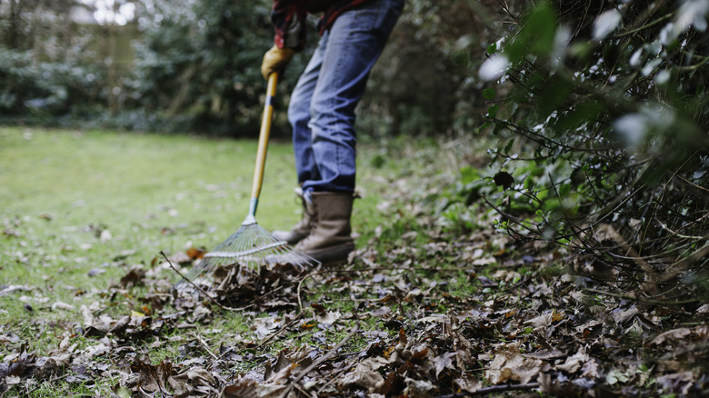 Man raking leaves on lawn