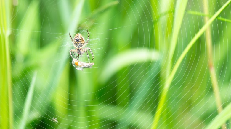 An orb weaver spider with a fly in its web