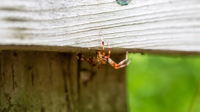 A marbled orb-weaver on wooden fence