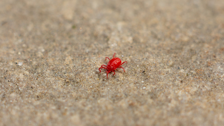 Closeup of concrete mite on slab