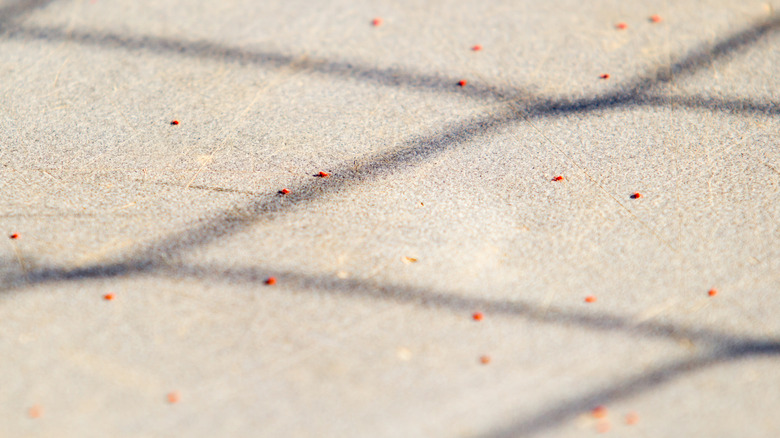 Concrete mites on slab with shadow from chainlink fence