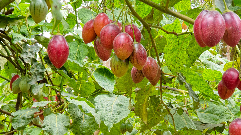 Tamarillos growing on a plant