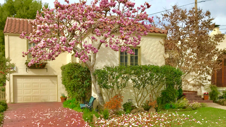 Magnolia trees growing close to a house