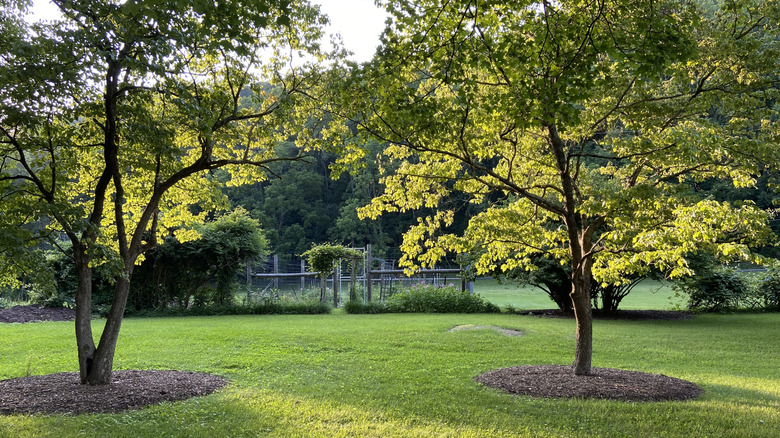 two dogwood trees in a yard