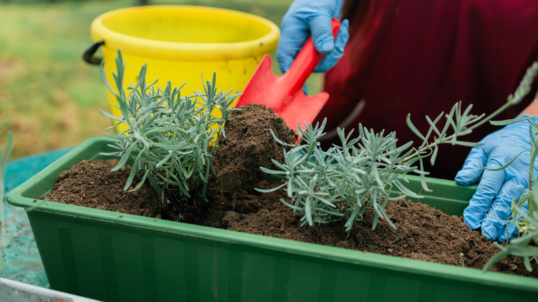 Transplanting lavender plant from a planter