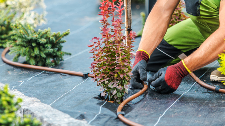 installing drip watering in landscaping