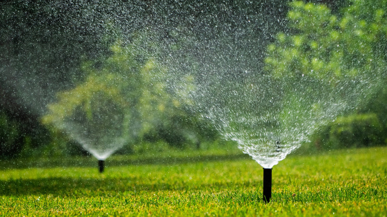 sprinklers watering green grass lawn