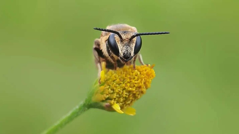 African killer bee on yellow flower bud