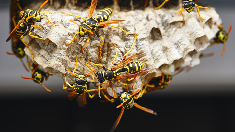 Wasps around a nest