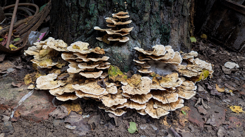 Turkey tail mushrooms growing on a tree