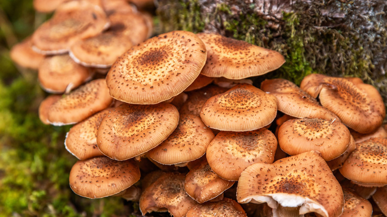 Honey fungus mushrooms growing on a tree