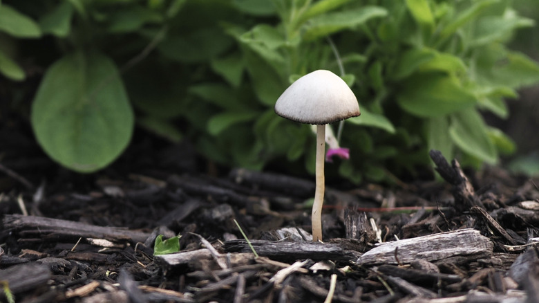 Mushroom growing in a flower bed by a house