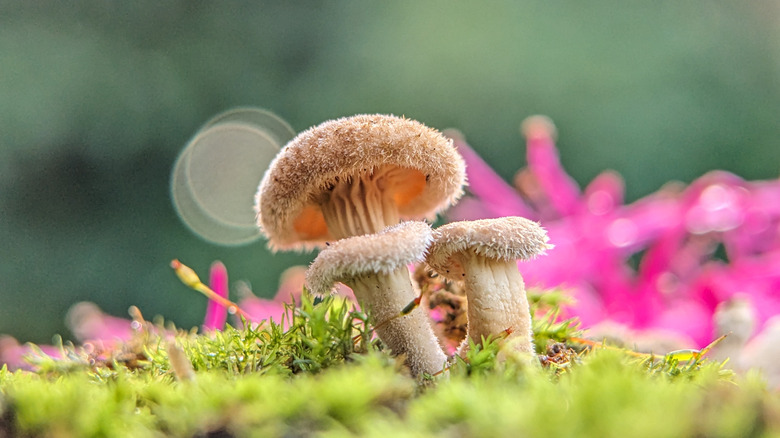 Mushrooms growing in moss near pink flowers
