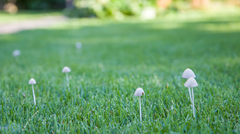 Small mushrooms growing in lawn