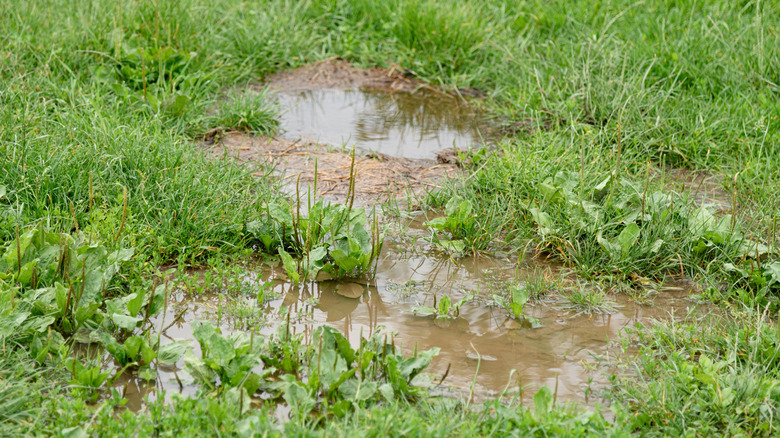 A water puddle in a yard