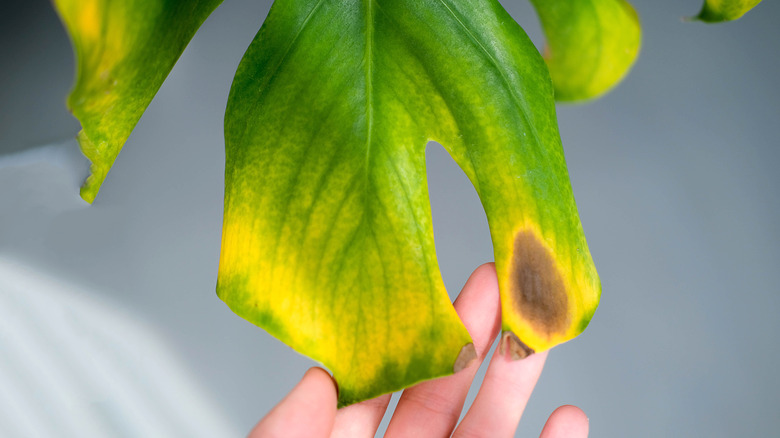 House plant with yellow leaf