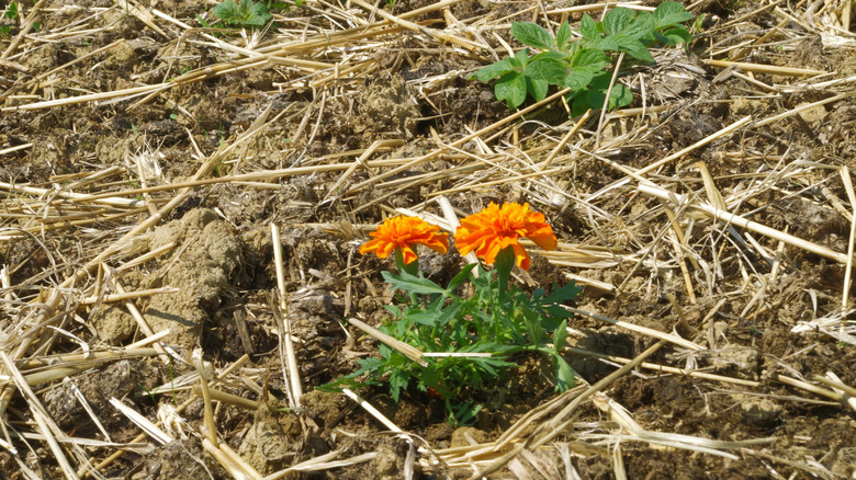 A marigold plant growing in straw mulch