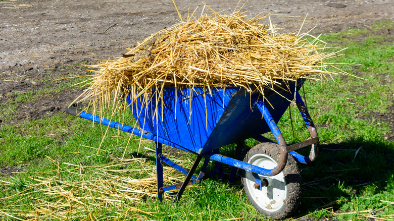 A blue wheelbarrow full of straw for a garden