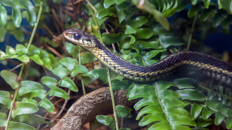 garter snake in shrub branches