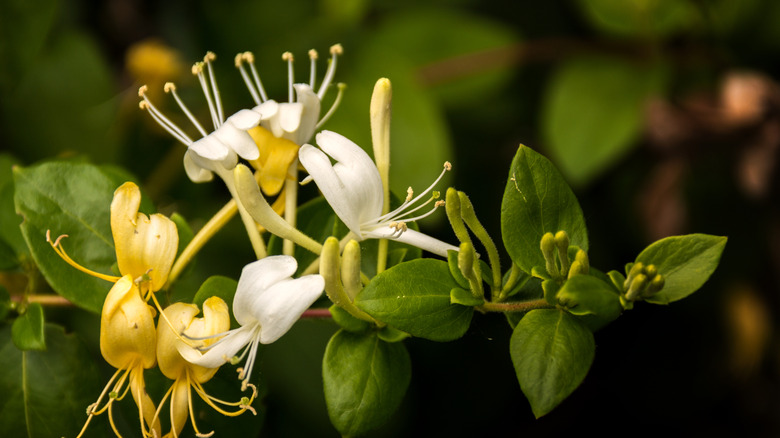 honeysuckle blossoms