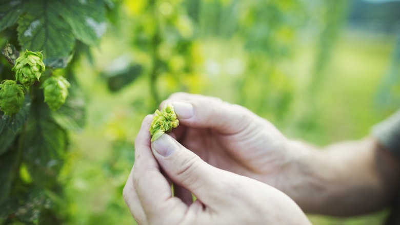 A person picking a hop from a hop vine