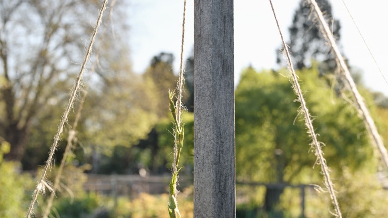 Hops winding up a trellis string