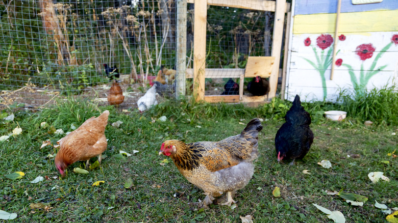 Chickens in yard with wire fence in background